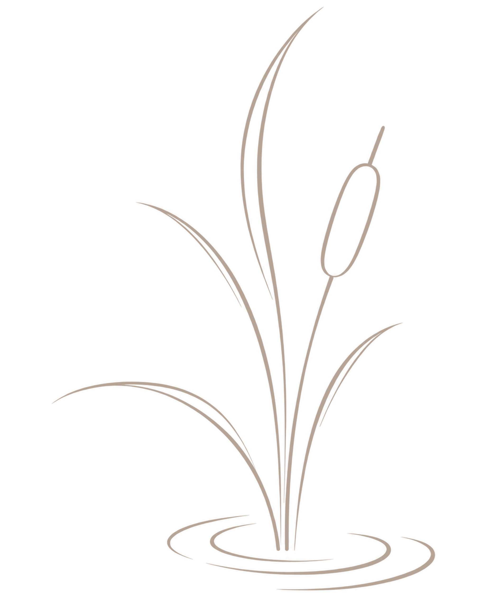 04_schilf_wasser_B5A495_4K_transparent